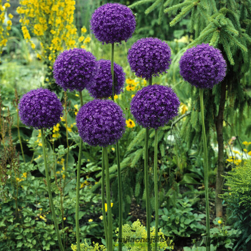 Cesnak obrovský - okrasný, v črepníku 2l Allium giganteum