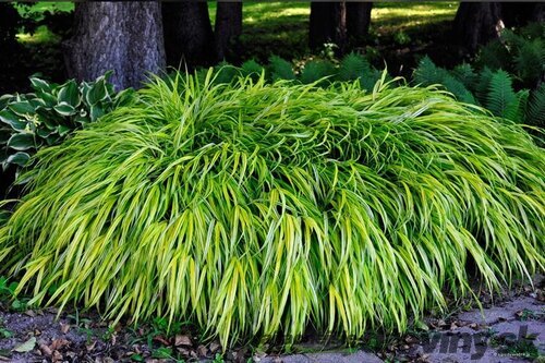 Chlpaňa ´Igel´- luzula 15/25 cm v črepníku 2l Luzula pilosa ‘Igel‘