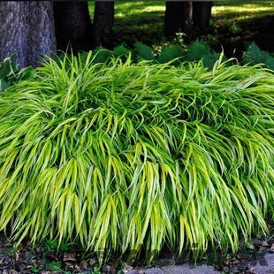 Chlpaňa ´Igel´- luzula 15/25 cm v črepníku 2l Luzula pilosa ‘Igel‘