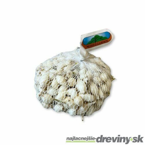 Cibuľa sadzačka SNOWBALL 500g, 8-16mm