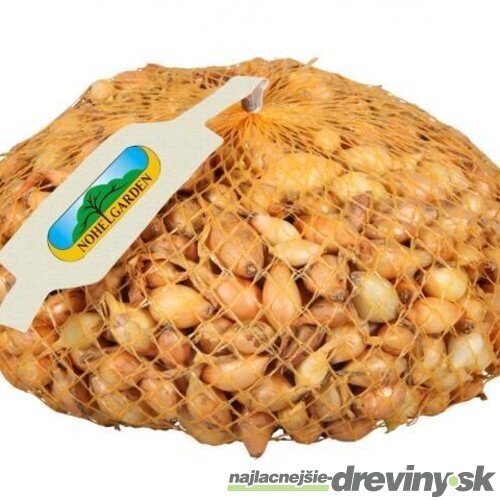 Cibuľa sadzačka VŠETANA 250g, 8-16mm