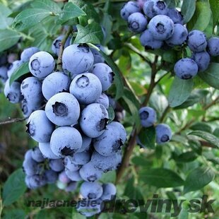 Čučoriedka Bluegold, výška 50/60 cm, v kvetináči Vaccinium corymbosum Bluegold