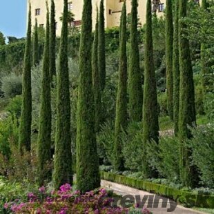 Cyprus vždyzelený Totem 180/200 cm, v črepníku 10l Cuperssus semperv. Totem