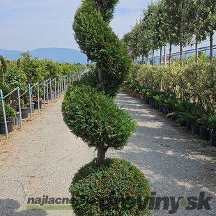 Cyprusovec leylandský guľa + špirála 200 cm v črepníku 40l Cupressocyparis Leylandii