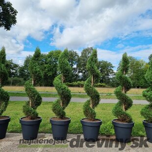 Cyprusovec leylandský špirála 180/200 cm, v črepníku 40L Cupressocyparis leylandii spiral