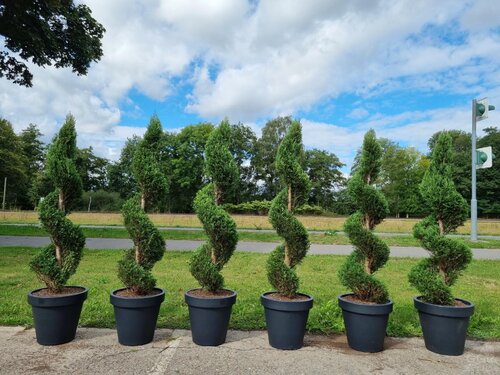 Cyprusovec leylandský špirála 180/200 cm, v črepníku 40L Cupressocyparis leylandii spiral