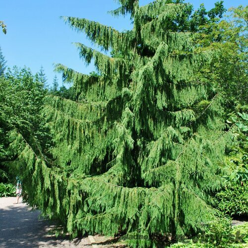 Cypruštek nutkajský Pendula, 40/60cm, v črepníku Chamaecyparis nootkatensis Pendula