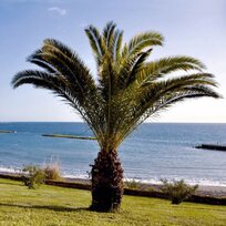 Ďatlovník kanársky, výška 70/90 cm, v črepníku Phoenix canariensis