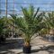 Ďatlovník kanársky, výška 80/100 cm, v črepníku Phoenix canariensis