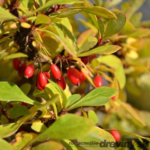 Dráč Thunbergov 40/50 cm , v črepníku 3l Berberis thunbergii