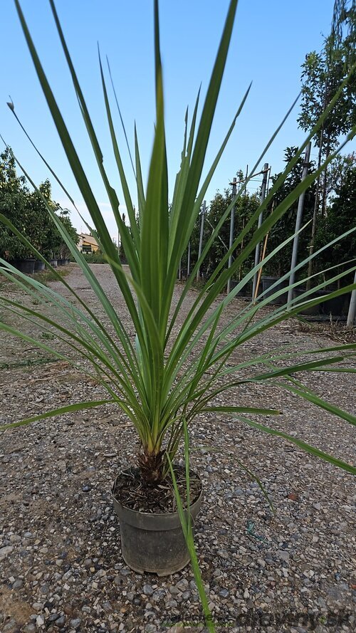 Dracéna Indivisa Green 80/100 cm v črepníku 3l Dracaena Indivisa Green