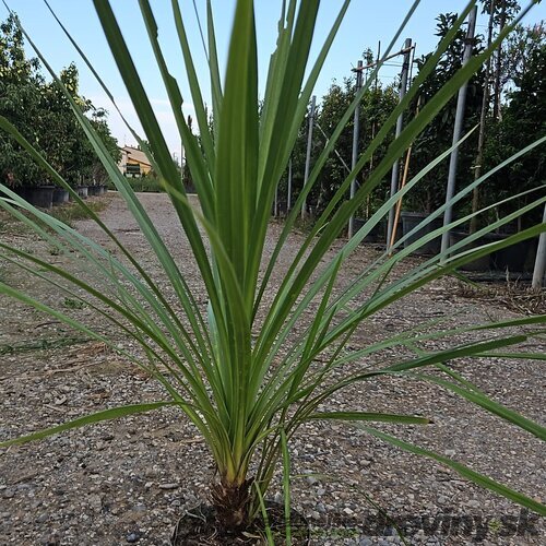 Dracéna Indivisa Green 80/100 cm v črepníku 3l Dracaena Indivisa Green