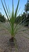 Dracéna Indivisa Green 80/100 cm v črepníku 3l Dracaena Indivisa Green