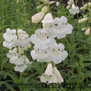 Dráčik White Bedder, v črepníku P9 Penstemon White Bedder