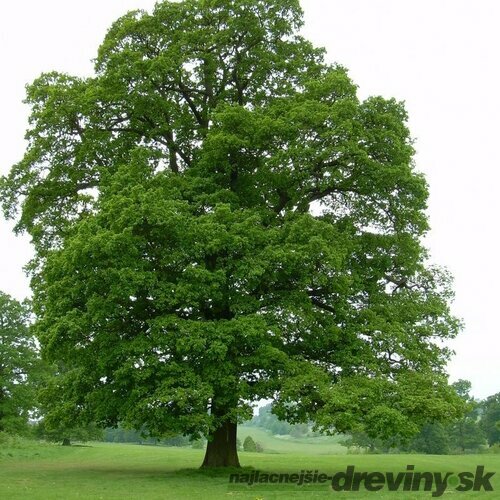 Dub letný, 180/220 cm v črepníku Quercus robur