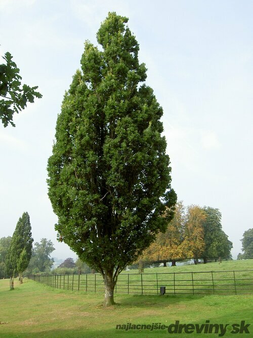 Dub letný Fastigiata, výška 110/130 cm, v črepníku Quercus robur Fastigiata