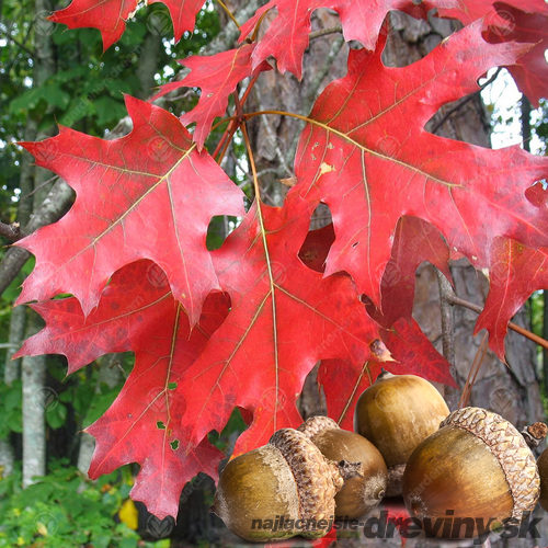 Dub letný, výška 300/+ cm, v črepníku Quercus robur