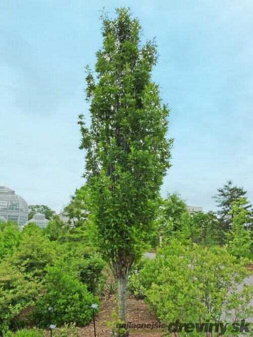 Dub močiarny Green Pillar 170/200 cm, v črepníku Quercus palustris Green Pillar