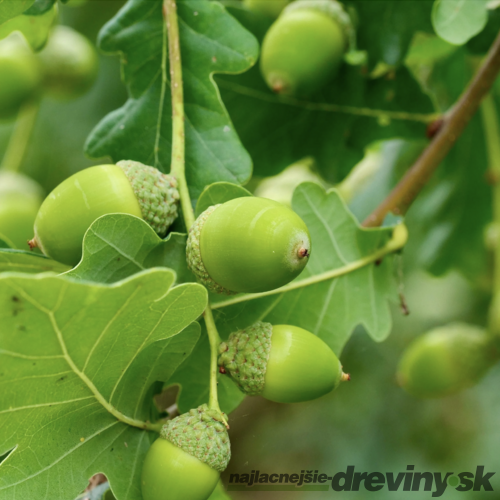 Dub zimný 120/140 cm, v črepníku Quercus petraea