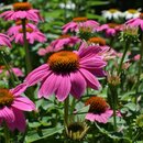 Echinacea