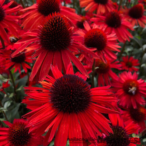 Echinacea ‘Fountain Red‘ 30/50 cm v črepníku 2l Echinacea ‘Fountain Red‘