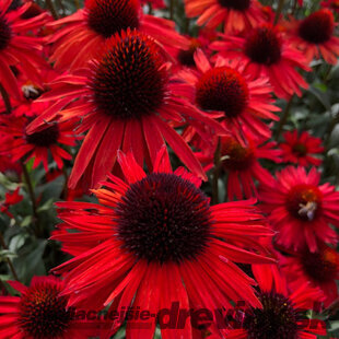 Echinacea ‘Fountain Red‘ 30/50 cm v črepníku 2l Echinacea ‘Fountain Red‘