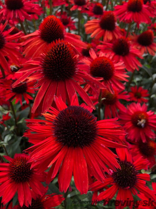 Echinacea ‘Fountain Red‘ 30/50 cm v črepníku 2l Echinacea ‘Fountain Red‘