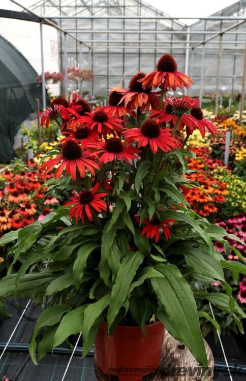 Echinacea ‘Fountain Red‘ 30/50 cm v črepníku 2l Echinacea ‘Fountain Red‘