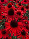 Echinacea ‘Fountain Red‘ 30/50 cm v črepníku 2l Echinacea ‘Fountain Red‘