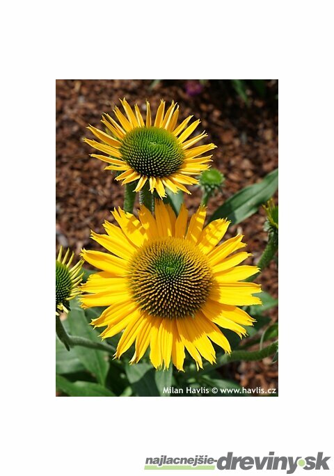 Echinacea KISMET YELLOW ‘TNECHKY, výška 40/50 cm, v črepníku 5l Echinacea KISMET YELLOW ‘TNECHKY‘