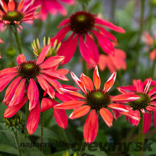 Echinacea ‘Magenta Pearl‘ 30/50 cm v črepníku 2l Echinacea ‘Magenta Pearl‘