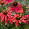 Echinacea ‘Magenta Pearl‘ 30/50 cm v črepníku 2l Echinacea ‘Magenta Pearl‘