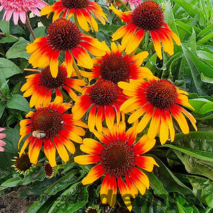 Echinacea ‘Parrot‘