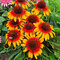 Echinacea ‘Parrot‘