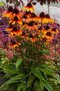 Echinacea ‘Parrot‘