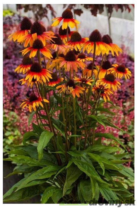 Echinacea ‘Parrot‘