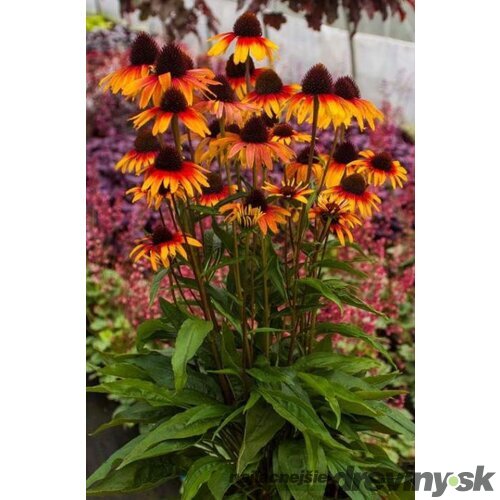 Echinacea ‘Parrot‘