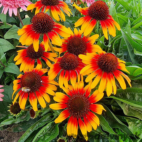 Echinacea ‘Parrot‘