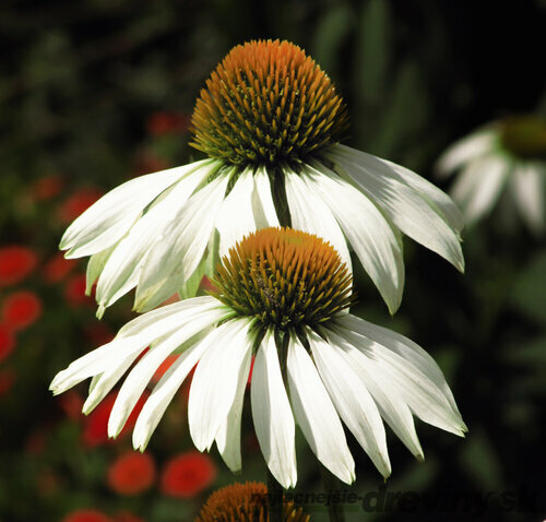 Echinacea purpurová Alba, v črepníku Echinacea purpurea Alba