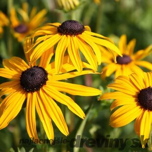 Echinacea Zlatá búrka 10/15 cm, v črepníku Rudbeckia f. ‘Goldsturm‘