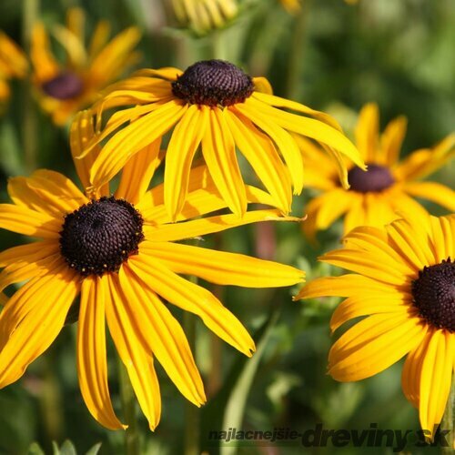 Echinacea Zlatá búrka 10/15 cm , v črepníku Rudbeckia f. ‘Goldsturm‘