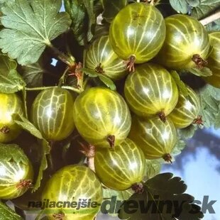 Egreš biely Mucurines, stromčekový, voľnokorenný Ribes uva - crispa Mucuriner