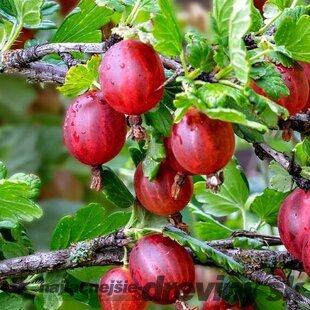 Egreš červený Kameniar, stromčekový, voľnokorenný Ribes uva - crispa Kameniar