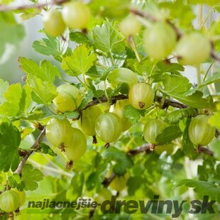 Egreš ‘Hinnonmäki Grön‘, výška 55/65 cm, v črepníku - samoopelivý egreš Ribes uva - crispa