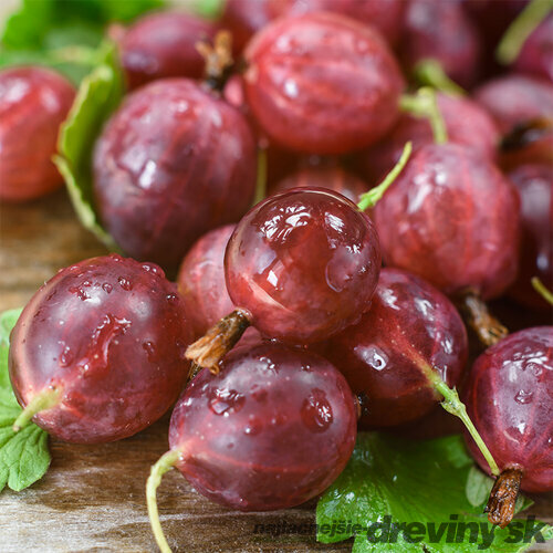 Egreš kríčkový Himnonmaki Rot červený, v črepníku Ribes uva - crispa Himnonmaki rot