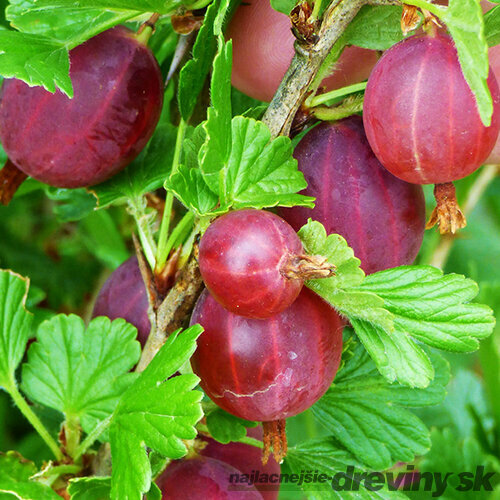 Egreš kríčkový Himnonmaki Rot červený, výška 40/60 cm, v črepníku Ribes uva - crispa Himnonmaki Rot