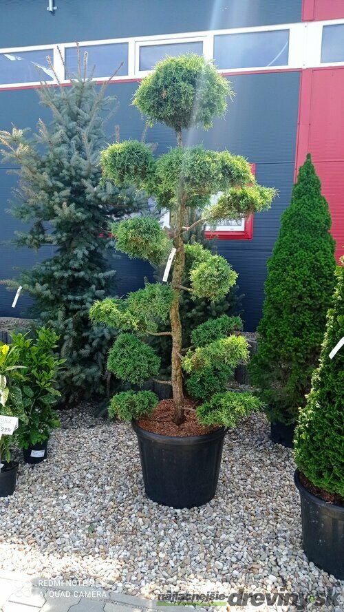 EXKLUZÍVNE! Borievka Glauca XL Bonsai 200/220 cm, v črepníku Juniperus pfitzeriana Glauca