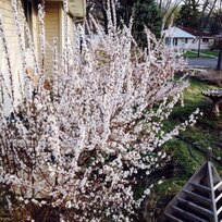 EXKLUZÍVNE ! Višňa plstnatá, výška 30/50 cm, v črepníku 3l Prunus tomentosa