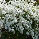 Exochorda