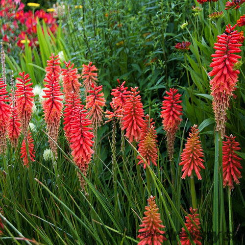 Fakľovka - (Kleopatrina ihla) Nancy Red, v črepníku 2l Kniphofia Nancy Red